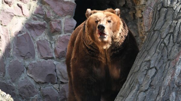 Медведь в зоопарке. Архивное фото - Sputnik Кыргызстан