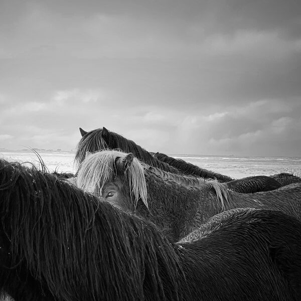Снимок Horses in the storm китайского фотографа Xiaojun Zhang, занявший 1-е место в номинации ANIMALS конкурса IPPAWARDS 2020 - Sputnik Кыргызстан