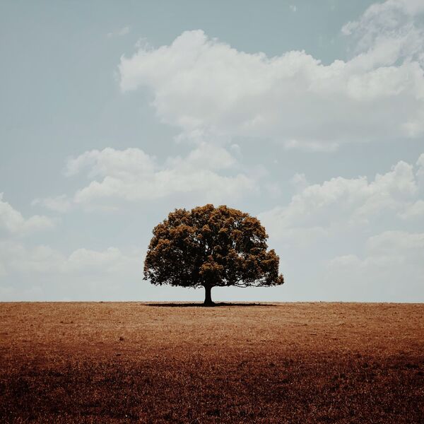 Снимок Alone австралийского фотографа Glenn Homann, получивший главный приз в номинации Trees конкурса IPPAWARDS 2020 - Sputnik Кыргызстан