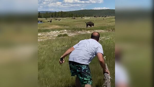 Девушка упав, перестала двигаться, — погнавшийся бизон ее не тронул. Видео - Sputnik Кыргызстан