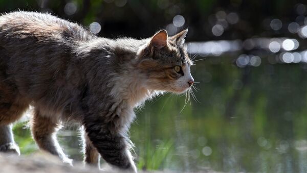 Кошка на улице. Архивное фото - Sputnik Кыргызстан