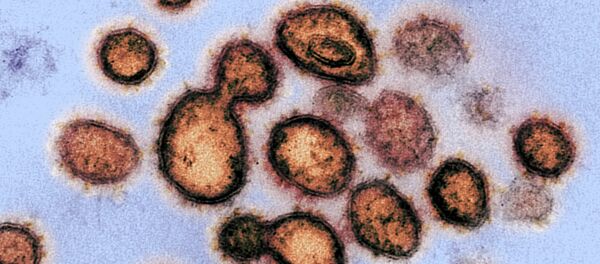 Вирус SARS-CoV-2 вызывающий COVID-19 под микроскопом. Архивное фото - Sputnik Кыргызстан