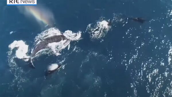 Жестокие хищники — охота косаток на горбатых китов. Видео с дрона - Sputnik Кыргызстан