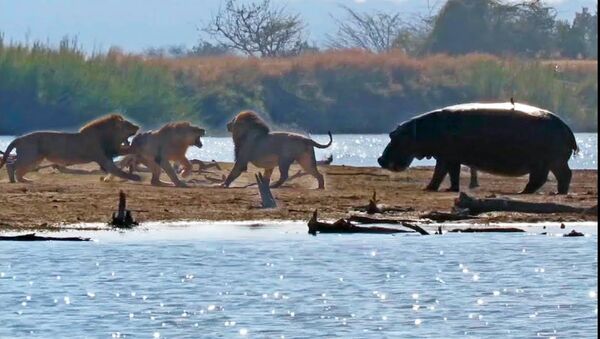 Львы жестоко наказали нарушителя — не уберегли даже слон и бегемот. Видео - Sputnik Кыргызстан