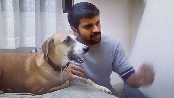Поющая собака из Индии набирает популярность в Сети — видео - Sputnik Кыргызстан