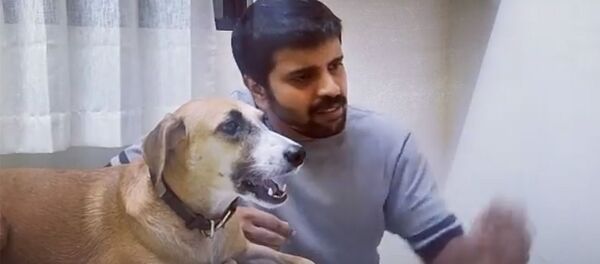 Поющая собака из Индии набирает популярность в Сети — видео - Sputnik Кыргызстан