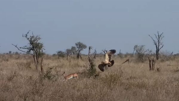 Орел и два шакала устроили совместную охоту на маленькую антилопу. Видео - Sputnik Кыргызстан