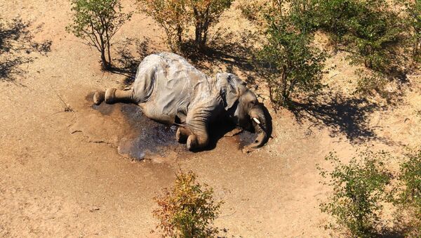 Труп одного из множества слонов, загадочно погибших в дельте реки Окаванго в Ботсване. Архивное фото - Sputnik Кыргызстан