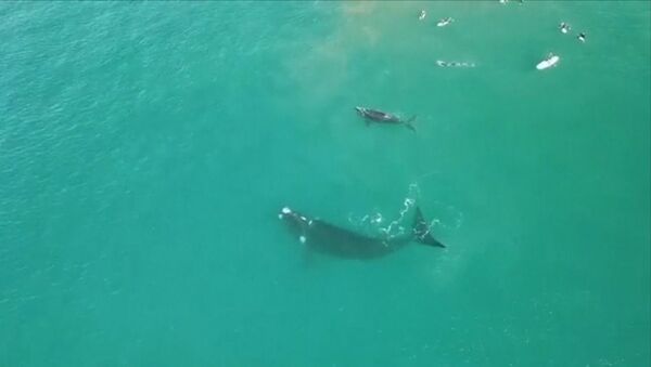Самка кита сбила хвостом серферов, защищая своего детеныша. Видео  - Sputnik Кыргызстан