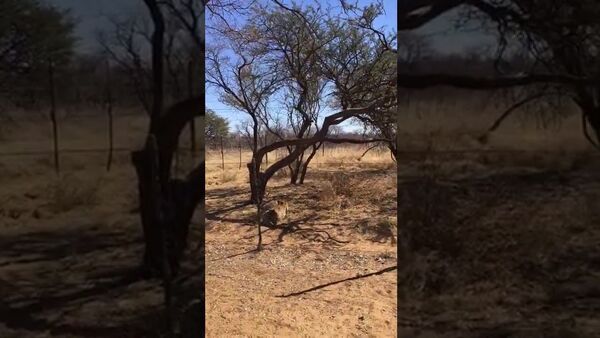 Фантастическим прыжком леопард настиг птицу на верхушке дерева. Видео - Sputnik Кыргызстан