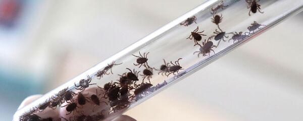 Клещи в пробирке. Архивное фото - Sputnik Кыргызстан