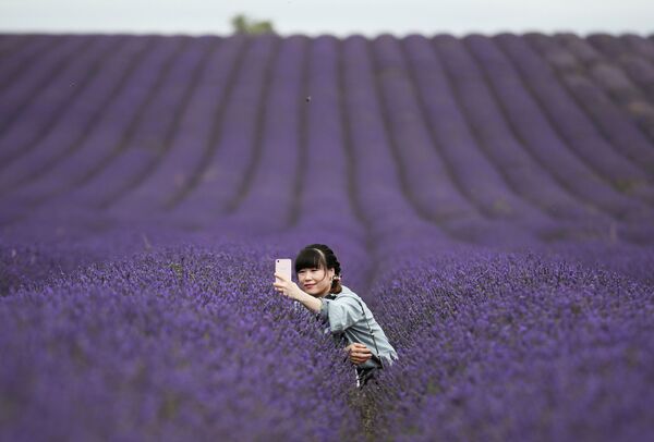Лавандовая ферма Hitchin Lavender в Иклфорде, Великобритания - Sputnik Кыргызстан