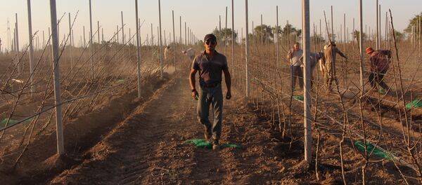 Предприниматель Уланбек Ташиев Предприниматель Уланбек Ташиев - Sputnik Кыргызстан