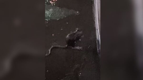 Соблюдающая гигиену крыса рассмешила соцсети. Видео - Sputnik Кыргызстан