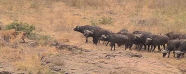 Ажалы жок экен. Буйволдор каманды арстандардын азуусунан алып калган видео Ажалы жок экен. Буйволдор каманды арстандардын азуусунан алып калган видео - Sputnik Кыргызстан