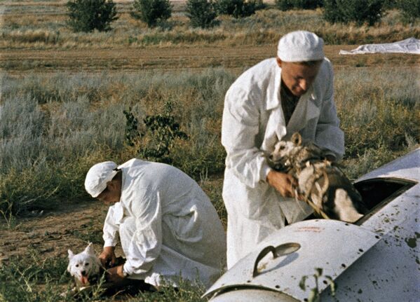 Врачи извлекают подопытных собак из кабины ракеты - Sputnik Кыргызстан