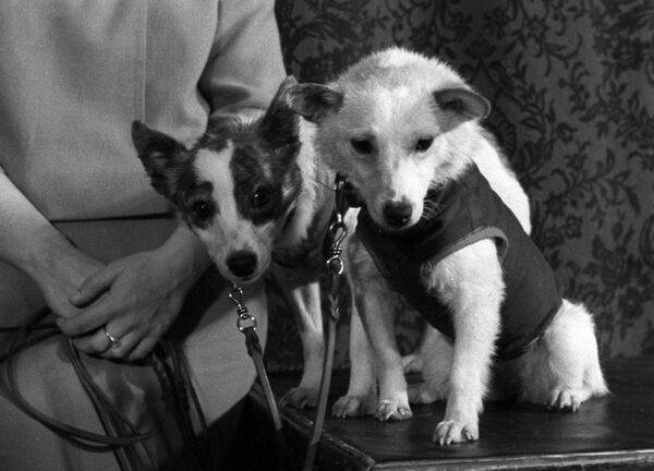 Четвероногие космонавты - собаки Белка и Стрелка, 1960 год - Sputnik Кыргызстан