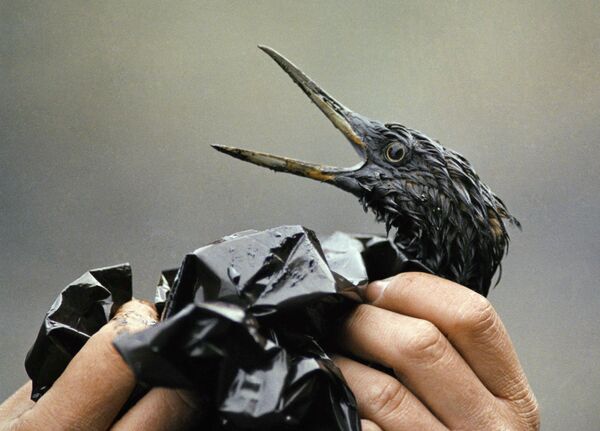 Покрытая нефтью птица после разлива из нефтяного танкера Exxon Valdez на Аляске  - Sputnik Кыргызстан