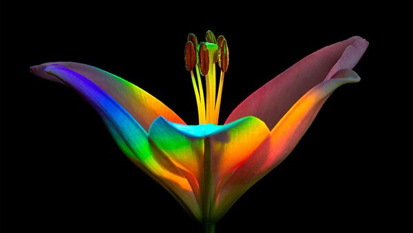 Снимок Rainbow Lily фотографа из США Ecaterina Leonte, ставший финалистом конкурса IGPOTY Macro Art 14 - Sputnik Кыргызстан