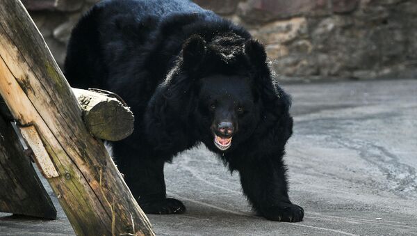 Медведи проснулись после зимней спячки в Московском зоопарке - Sputnik Кыргызстан