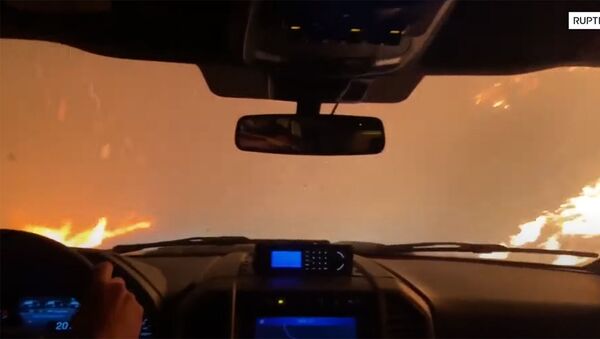 Машина проехала сквозь лесной пожар в Калифорнии — видео - Sputnik Кыргызстан