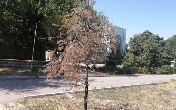 По информации мэрии, поступают жалобы горожан о том, что парк имени Кычана Джакыпова на перекрестке улиц Абдрахманова и Мичурина находится в заброшенном состоянии - Sputnik Кыргызстан