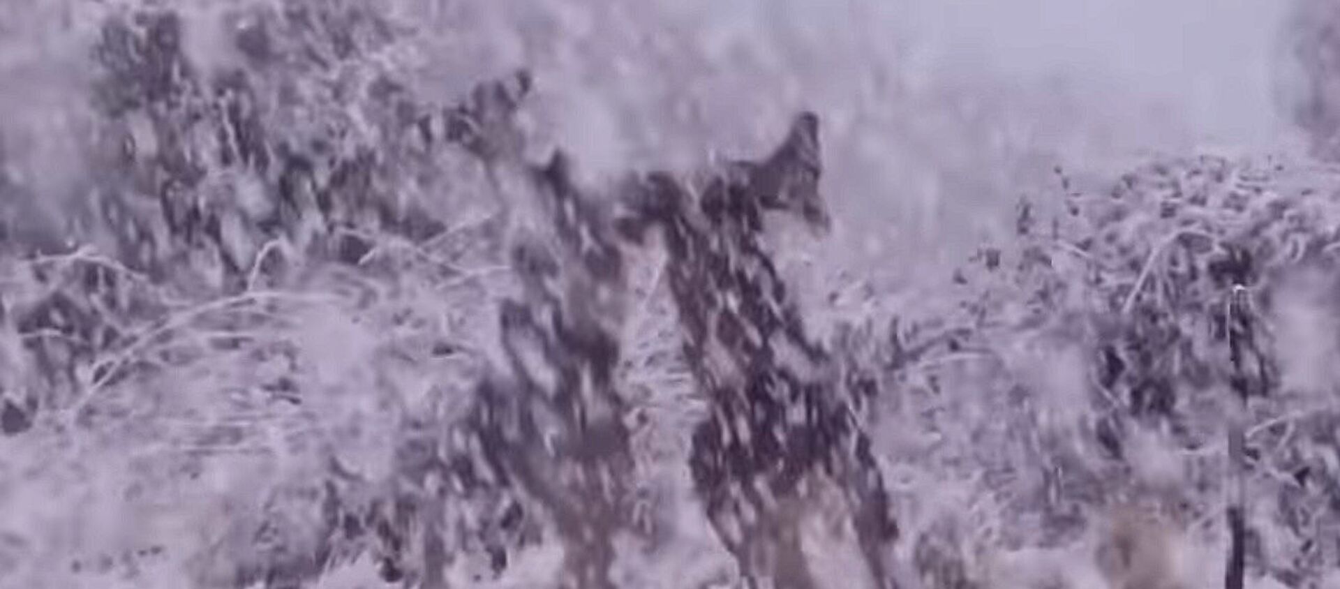 Кенгуру дерутся на фоне обильного снегопада — необычное видео из Австралии - Sputnik Кыргызстан, 1920, 25.08.2020