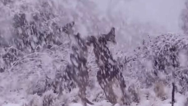 Кенгуру дерутся на фоне обильного снегопада — необычное видео из Австралии - Sputnik Кыргызстан