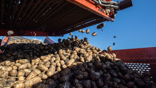 Уборка и переработка первого урожая российского картофеля для Макдоналдс - Sputnik Кыргызстан