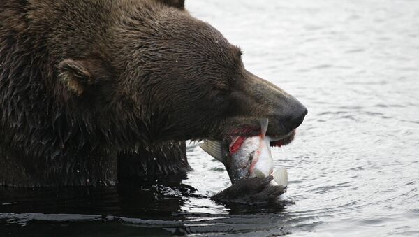 Медведь ест рыбу в озере. Архивное фото - Sputnik Кыргызстан