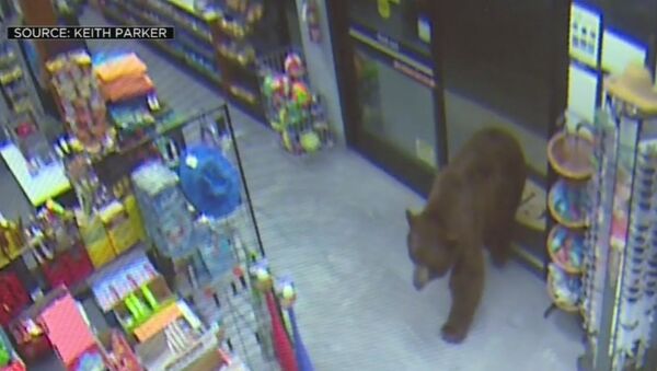 Медведи совершают налеты на магазины ночью и крадут крекеры. Видео из США - Sputnik Кыргызстан