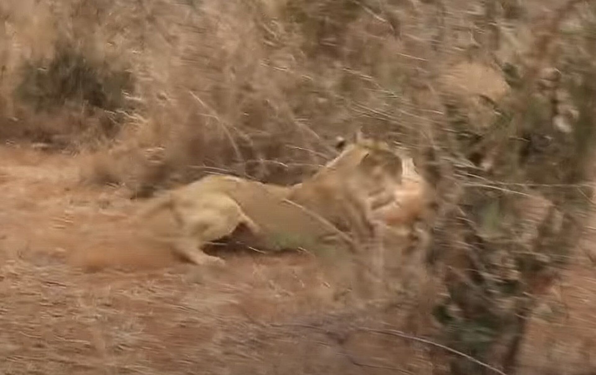 видео львы на охоте видео