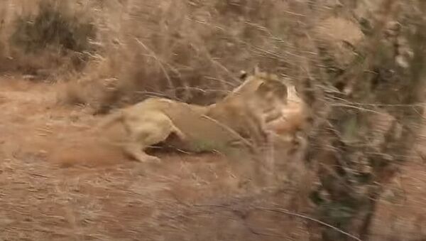 Львы устроили охоту на антилоп, одну поймали ловким прыжком. Видео - Sputnik Кыргызстан
