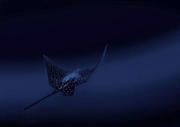 Снимок Spotted eagle ray фотографа Francesca Page, ставший победителем в категории Nature конкурса National Geographic Traveller Photography Competition 2020 - Sputnik Кыргызстан
