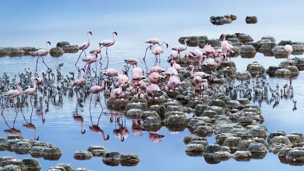 Снимок Flamingos фотографа Tony Zhang, ставший финалистом в категории NATURE конкурса National Geographic Traveller Photography Competition 2020 - Sputnik Кыргызстан