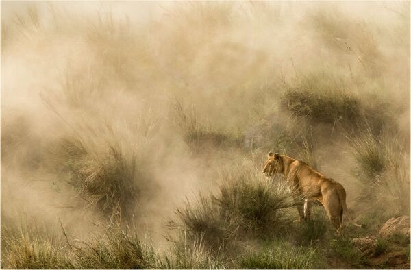 Снимок Lioness in a sandstorm фотографа Diana Knight, ставший финалистом в категории NATURE конкурса National Geographic Traveller Photography Competition 2020 - Sputnik Кыргызстан