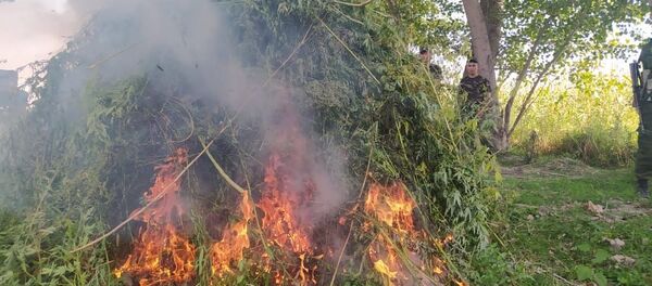 Уничтожение посевов конопли в КР - Sputnik Кыргызстан