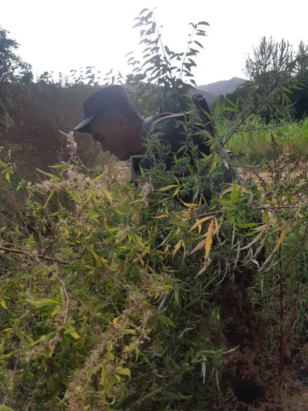 В Кыргызстане на госгранице сожгли более семи тонн конопли. Фото - Sputnik Кыргызстан