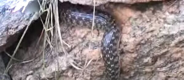 Две змеи и сом поедают друг друга — удивительное видео Две змеи и сом поедают друг друга — удивительное видео - Sputnik Кыргызстан