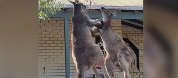Куйругуна таяна калып... Тажаалданган кенгурулардын мушташкан видеосу чыкты - Sputnik Кыргызстан