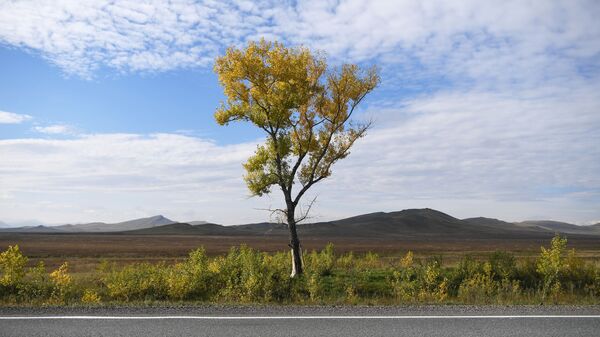 Дерево на обочине дороги. Архивное фото - Sputnik Кыргызстан