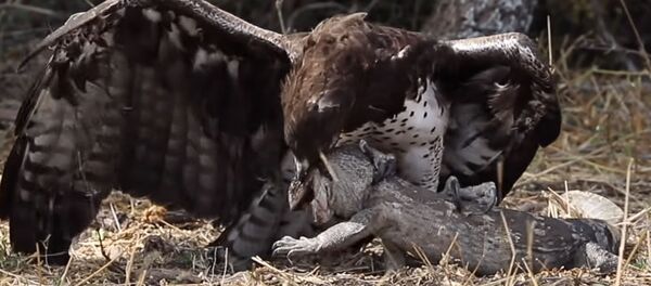 Көзүнөн чокуп... Шумкар менен кескелдириктин беш сааттык кармашы. Видео - Sputnik Кыргызстан