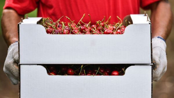 Сбор урожая черешни. Архивное фото - Sputnik Кыргызстан