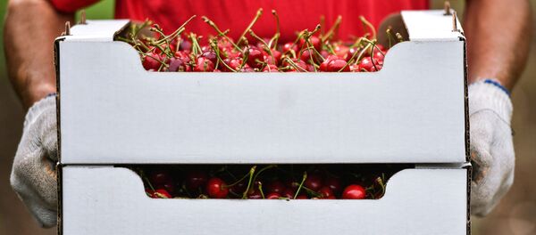 Сбор урожая черешни. Архивное фото - Sputnik Кыргызстан