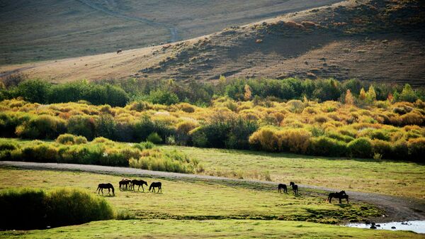 Лошади пасутся на поле. Архивное фото - Sputnik Кыргызстан
