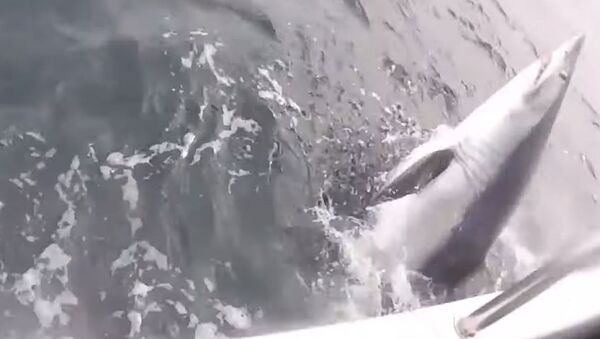 Рыбак поймал акулу весом в полтонны — видео из Великобритании - Sputnik Кыргызстан