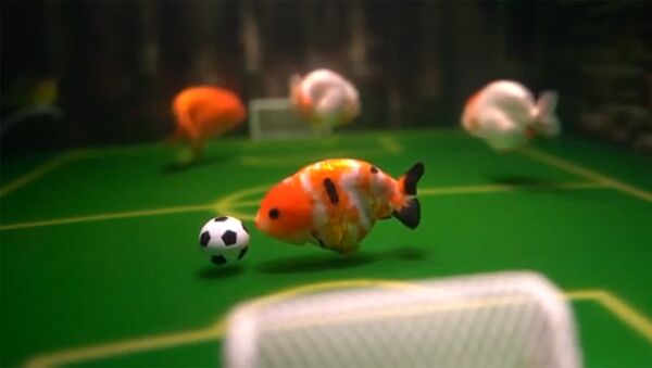 Китаец научил рыб играть в футбол — видео - Sputnik Кыргызстан