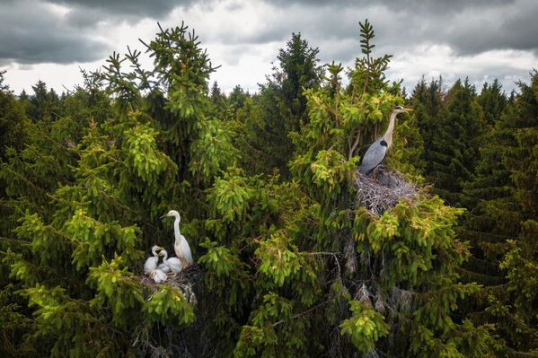 Снимок Where Herons Live фотографа Dmitrii Viliunov, ставший победителем в категории Wildlife конкурса Drone Photo Awards 2020 - Sputnik Кыргызстан