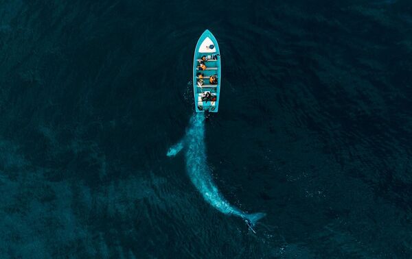 Снимок Gray Whale Plays Pushing Tourists фотографа Joseph Cheires, ставший победителем в категории Nature конкурса Drone Photo Awards 2020 - Sputnik Кыргызстан