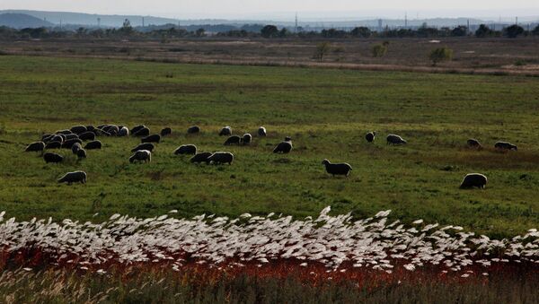 Стадо овец в поле. Архивное фото - Sputnik Кыргызстан